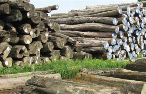 Logs In Myanmar Most Of The Wood Exported Out Of Myanmar Is In The