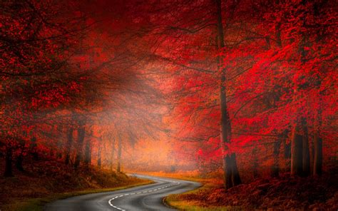Download Red Fog Forest Tree Fall Earth Man Made Road Hd Wallpaper