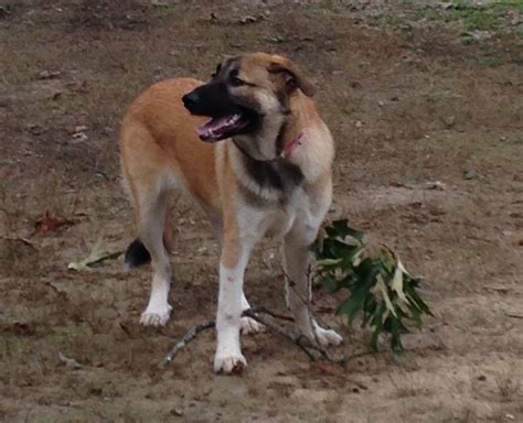 Great pyrenees german shepherd mix size. Our 7 month old Great Pyrenees/German Shepherd mix, Pennie ...