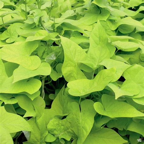 Sweet Potato Vine — Green Acres Nursery And Supply