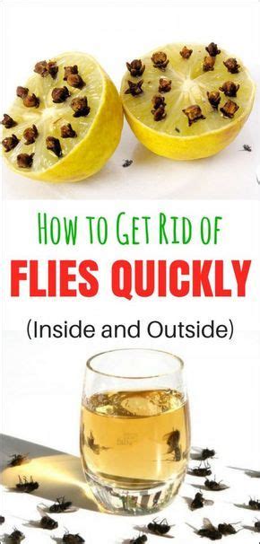 Now let us discuss how to get rid of honey bees without killing them?. How to get rid of flies quickly (inside and outside) | Get ...