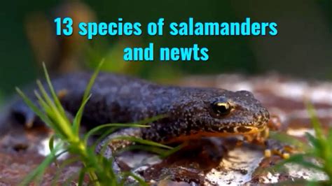Species Of Salamanders And Newts Youtube