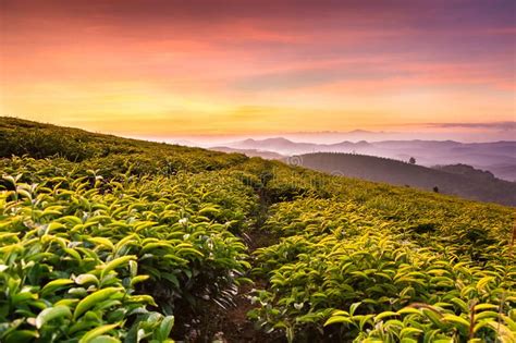 Green Tea Plantation At Colorful Sunset Stock Image Image Of Colours