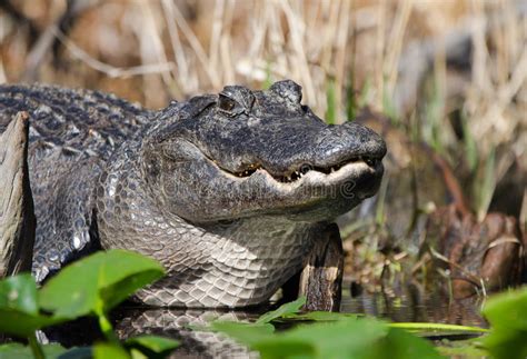 Large Bull American Alligator Okefenokee Swamp National Wildlife Refuge