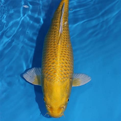 Yamabuki Ogon Koi Fish South Africa