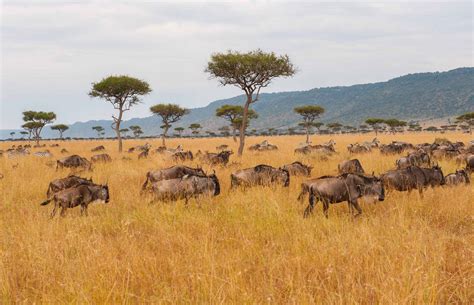 Masai Mara Game Reserve Kenya Kenya Safari Desire