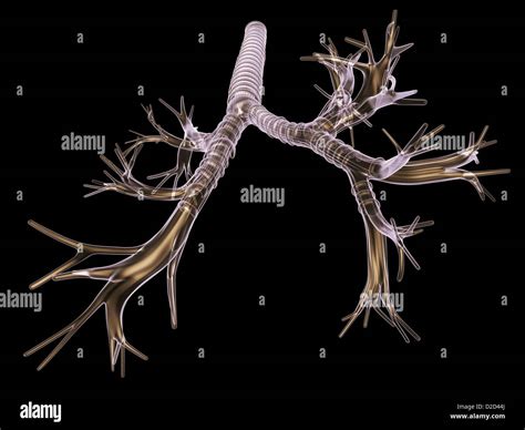 Bronchial Tree Network Of Airways Serving Both Lungs Left Bronchi The