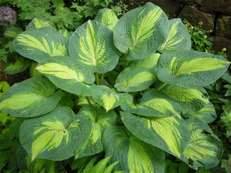 ‘great Expectaions Is My Second Biggest Selling Hosta And Has One Of