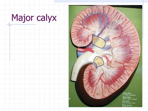 Ppt Lab Ex 56 And 58 Urinary System Powerpoint Presentation Free