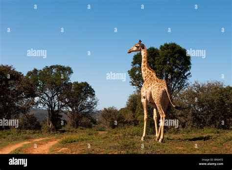 Giraffe Giraffa Camelopardalis Kariega Game Reserve South Africa