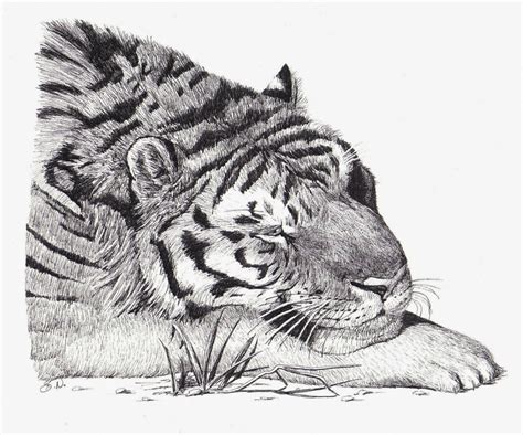 Time lapse drawing of tiger tutorial. The Animal Cabin: Drawings of Tigers