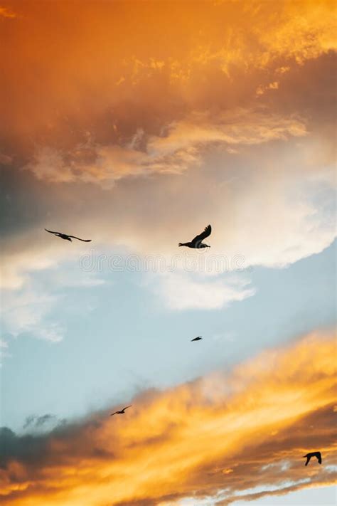 Bird Silhouettes Flying Under A Cloudy Sky During A Beautiful Sunset