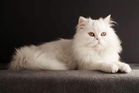 Top 10 White Cat Breeds Depth World