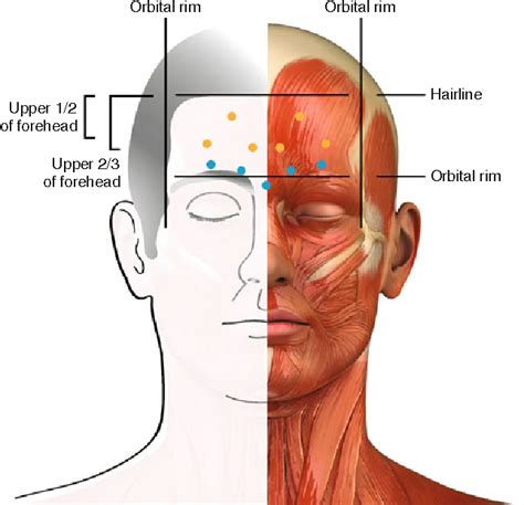 Forehead Muscles Anatomy