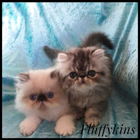 Two Small Kittens Sitting Next To Each Other On A Blue Cloth Covered
