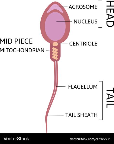 Human Sperm Cell Anatomy Structure Spermatozoon Vector Image