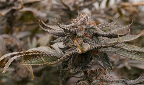 Craft Cultivars For The Cannabis Connoisseur Leafly