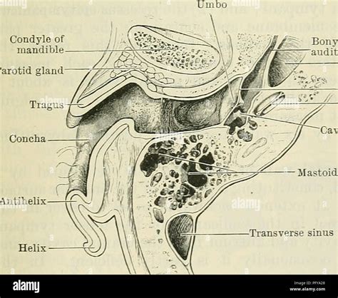 Cunninghams Text Book Of Anatomy Anatomy Pars Ossea Of External