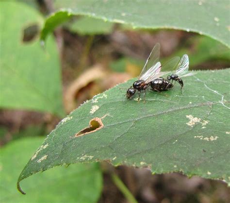 Bug Eric Termite Swarms