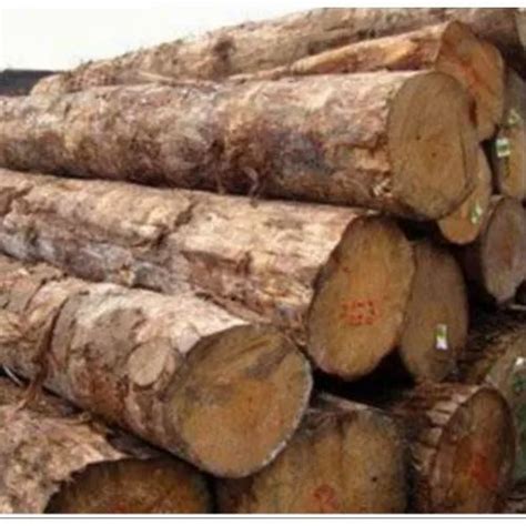 Pine Logs देवदार की लकड़ी Gupta Timber Trader Private Limited Delhi
