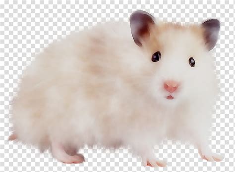 Hamster Meme Png Transparent Hamster Memes Clean 500 X
