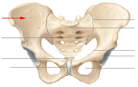 Define The Skeletal Anatomy Of Pelvic Girdle Flashcards Flashcards By