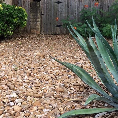 Our Fuss Free Plant Picks For Shallow Soil Garden Style San Antonio