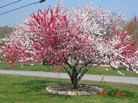 Ornamental Peach Trees The Basics Of Planting And Caring For Your Tree