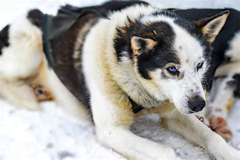 Greenland Sled Dogs At Risk Of Extinction Sled Patrol Rescue Dog