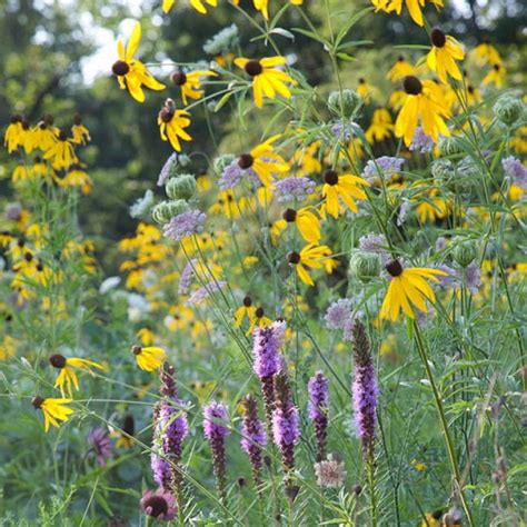 Ratibida Pinnata Yellow Coneflower