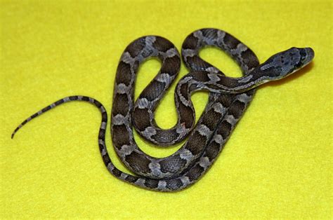 Living With Snakes San Antonio Express News