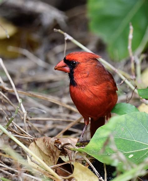 Northern Cardinal Mybirdingjourney