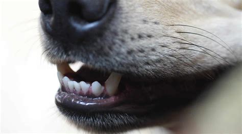 Why Do Dogs Mouths Have Ridges
