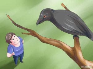 How To Get Rid Of Crows In Attic Yard And Balcony Pest Wiki