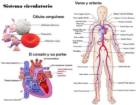 El Aparato Circulatorio La Sangre Y El Corazon 6º ~ My English And Science