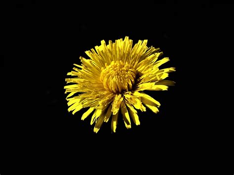 Dandelion Yellow Flower Free Photo On Pixabay