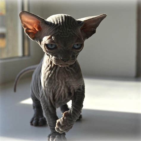 The Daily Nude 3 15 Irsacastlesphynx A Proud Lil Nude Sphynxlair Bestmeow