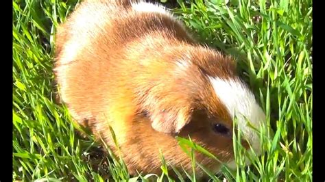 Very Cute Guinea Pig Eats Grass Outside Youtube