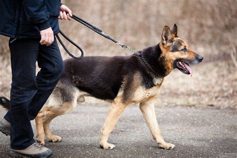 Can German Shepherds Be Left Alone German Shepherd Dog Hq