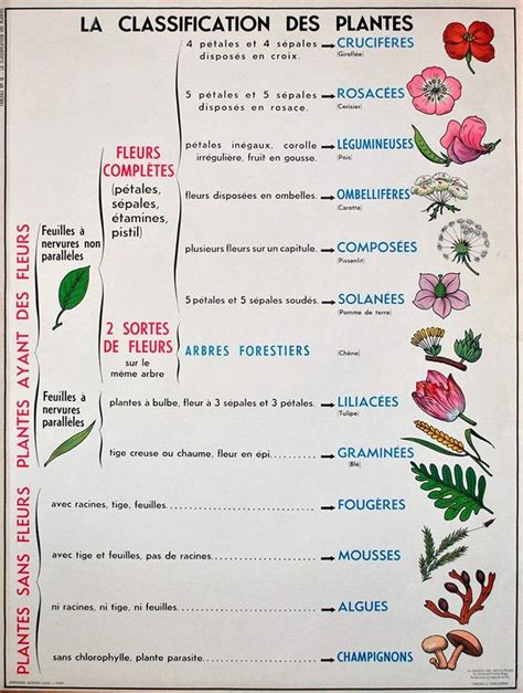 Résultat de recherche d images pour classification botanique