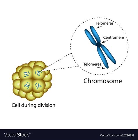 Structure Chromosome Infographics Royalty Free Vector Image