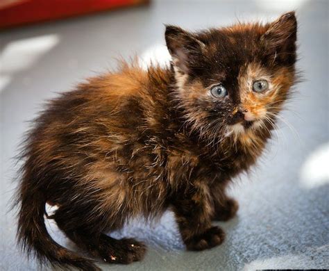 British shorthair kittens british blue bsh. "My kitten is dressed in a tortoise-shell suit and I ...