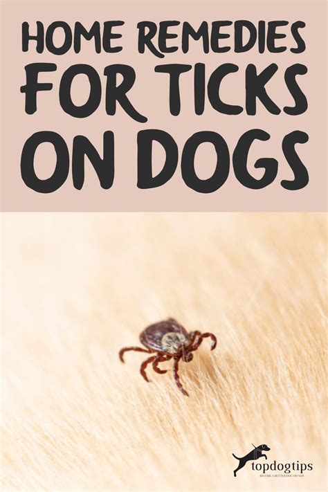 This Is A Guide On Home Remedies For Ticks On Dogs You Will Learn The