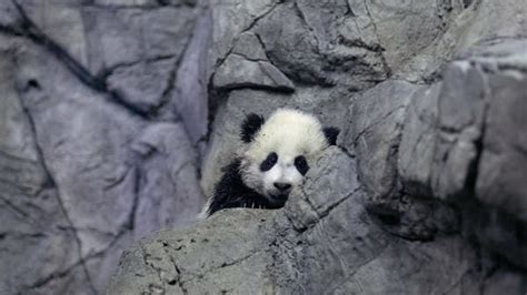 Mystery Behind How Pandas Became Vegetarian Uncovered In New Fossil