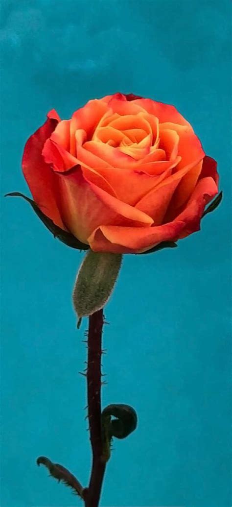 An Orange Rose Is In The Water With Its Stem Still On Its End
