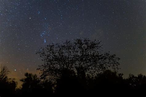 Orion Constellation Above A Night Forest Silhouette Stock Image Image