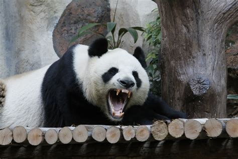 Are Pandas Dangerous The Hidden Side Behind Their Cuteness