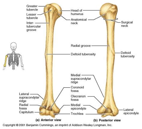 They are also joined by multiple ligaments. Labelled Radius Bone / Related image | Anatomy bones ...
