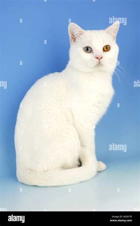 White British Shorthair Cat Odd Eyed Stock Photo Alamy