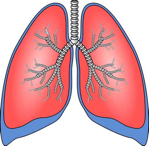 Pulmones Órgano Anatomía Gráficos Vectoriales Gratis En Pixabay